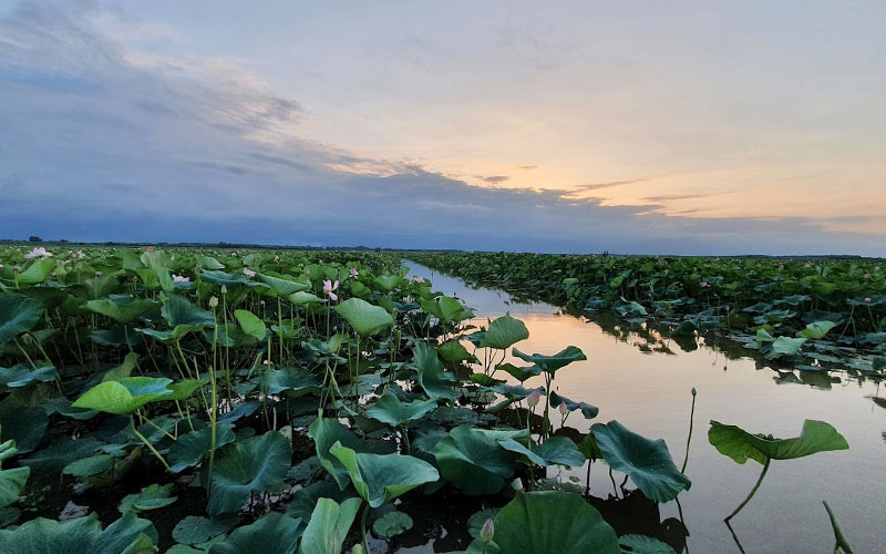 Anzali wetland vegetation, photo source: Google Map, photographer: Asad Zarnoosheh