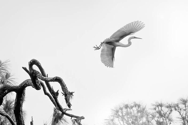 Black and white photo of pelican flying