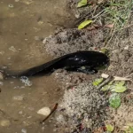 A walking catfish