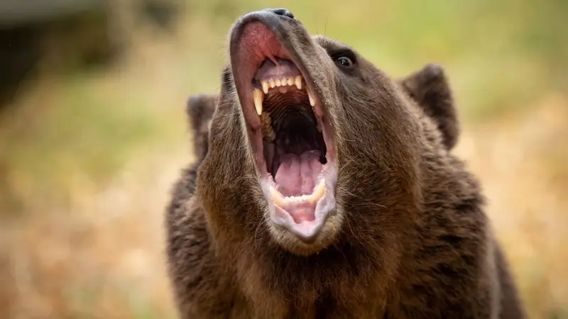 The bear's mouth is open during the attack. Source: newsweek.com website; Photographer: Unknown