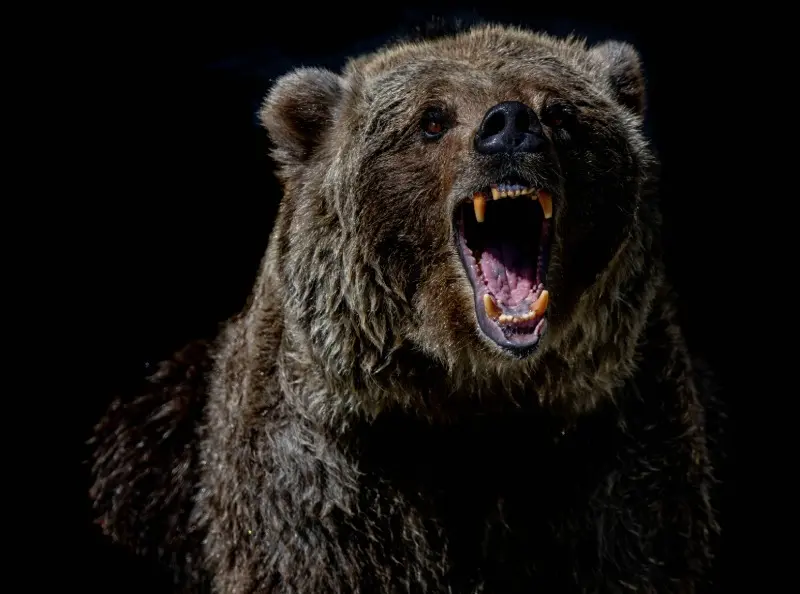 The roar of the black bear. Source: unsplash.com website; Photographer: mana5280
