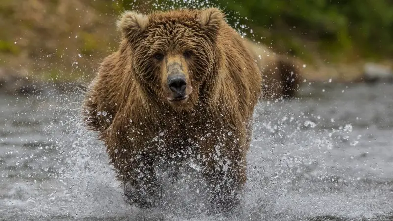 Bear running in the river. Source: wishtv.com website; Photographer: Unknown