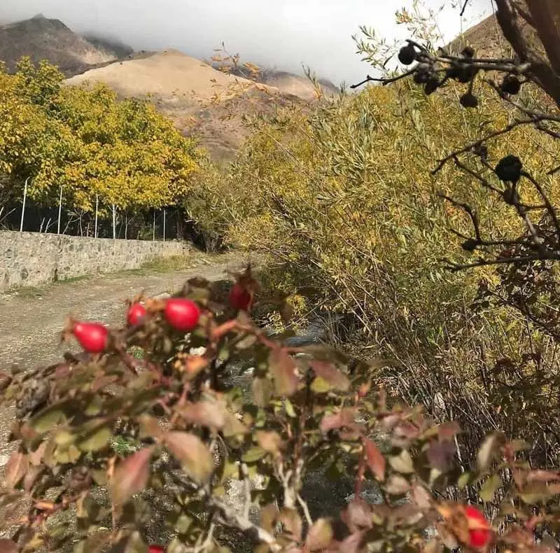 Bagh alley of Abnik village in autumn; Photo source: Google Maps, photographer: Ali Kashani Zadeh