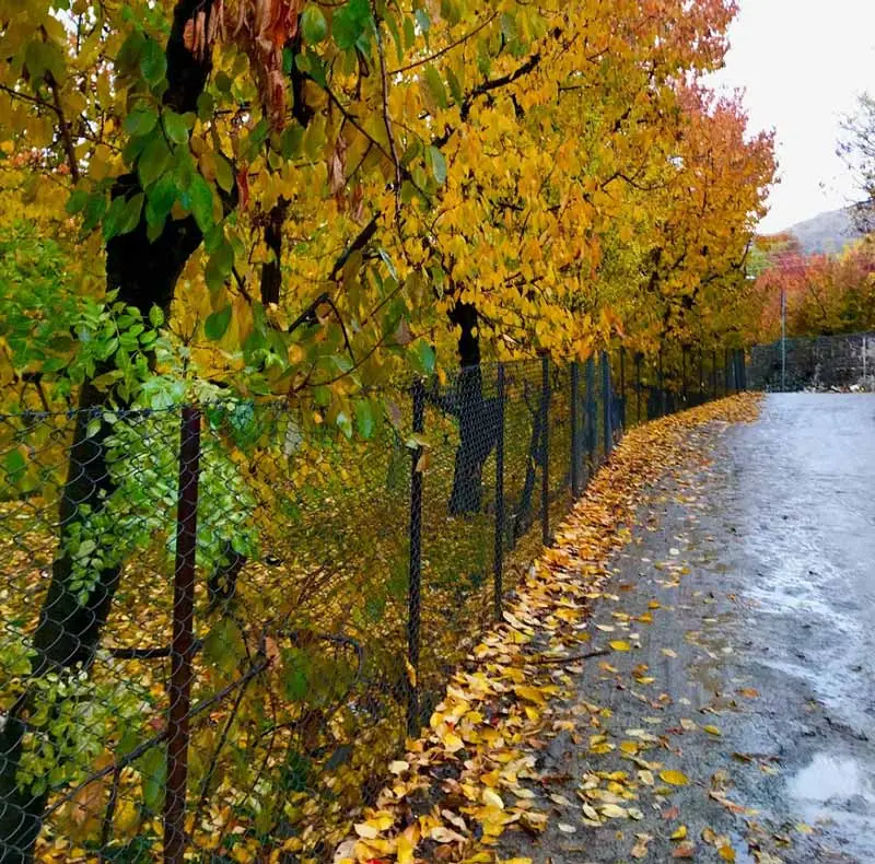 Autumn trees and deciduous trees of Afjeh village; Photo source: Google Maps, photographer: Amir Abtahi