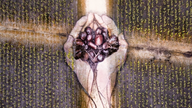 David Poppa's natural painting of nature's generous hands