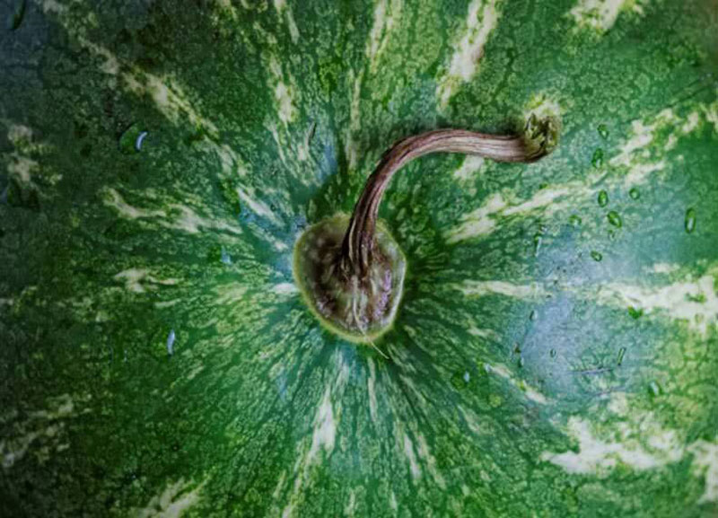 the end of the watermelon stem; Photo source: en.newsner.com; Photographer: Unknown