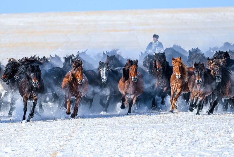 A horse herder in a snow-covered meadow in Mongolia; Source: theguardian; Photographer: Unknown 