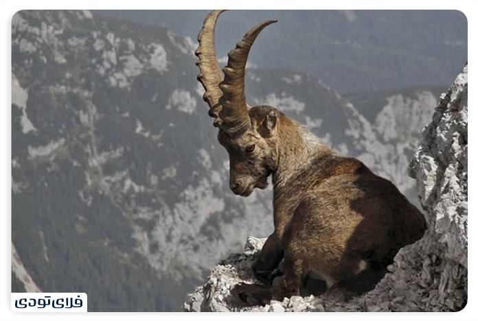 Jaseb Wildlife Sanctuary 