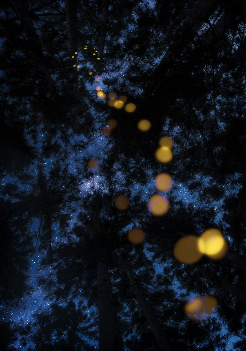 The light path of fireflies 