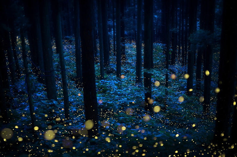 Bright lights of fireflies in the forest