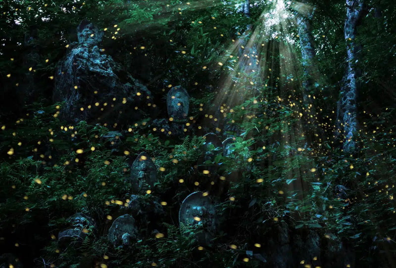 A magical view of the forest with the light of fireflies