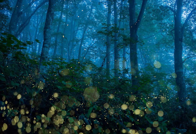 The shining forest of Japan with the light of fireflies