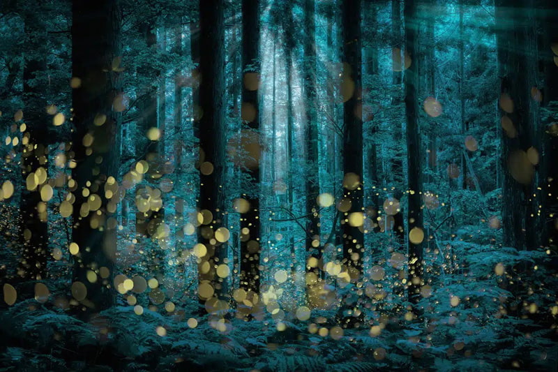 The forest lit up with the light of fireflies