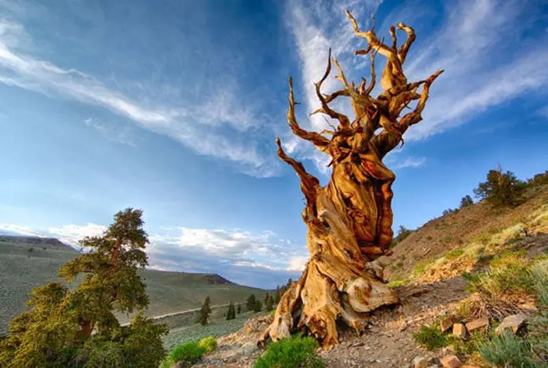 The tree of Methuselah