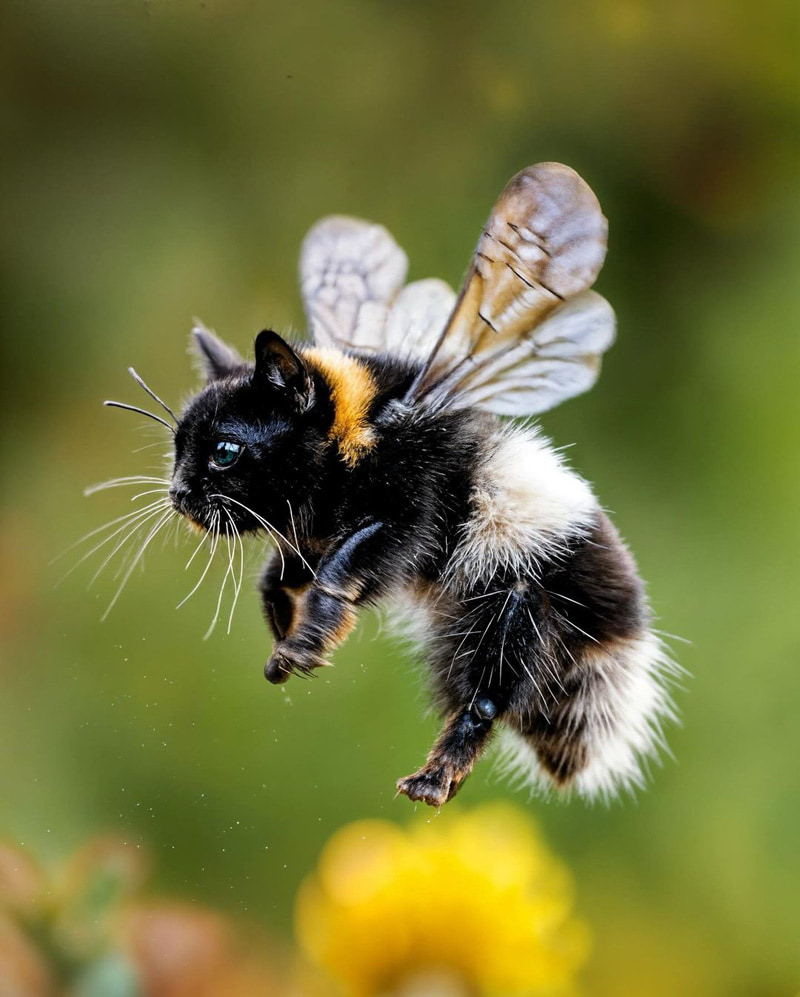 Cat insect made with artificial intelligence