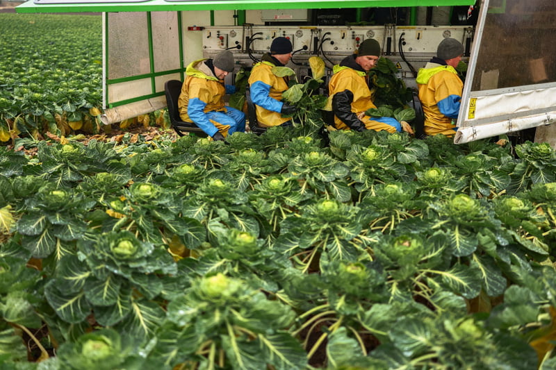 Workers on a farm in Scotland harvesting for Christmas; Source: the guardian; Photographer: Jeff J Mitchell