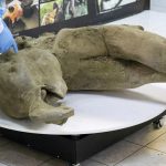 A 50,000-year-old baby mammoth was discovered in Siberia