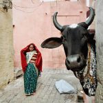 Hindu woman next to a cow