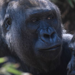 A fifth of the animals in a zoo tested positive for Covid