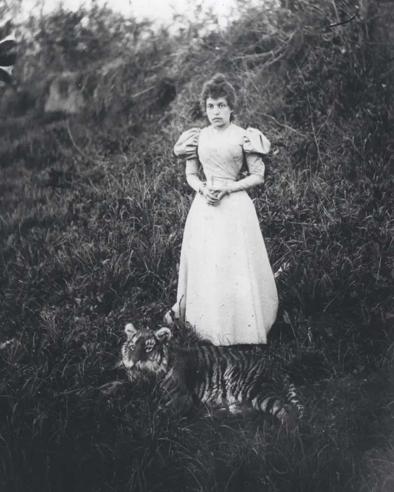 Historical photo of the tiger in the Qajar period