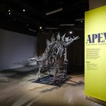 44 million dollar dinosaur skeleton in