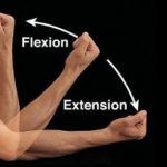 Movement terms of extension and flexion