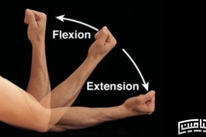 Movement terms of extension and flexion