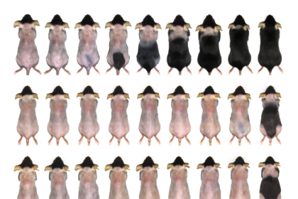 In addition to weight loss, the