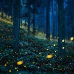 The yellow light of fireflies among the trees