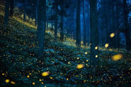 The yellow light of fireflies among the trees