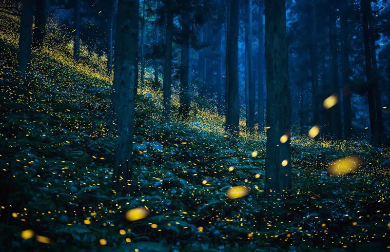 The yellow light of fireflies among the trees