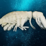 Scientists have named a newly discovered species in the deep ocean