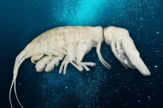 Scientists have named a newly discovered species in the deep ocean