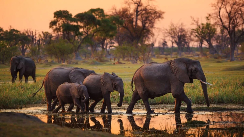 African wildlife in Botswana; Photo source: timeout.com. Photographer: Unknown