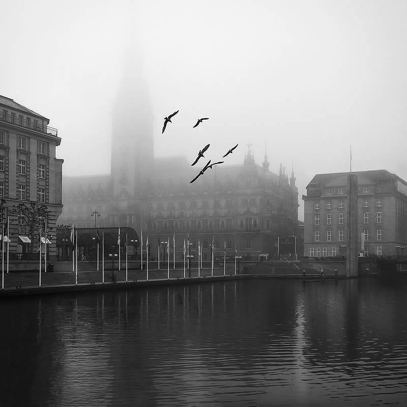 Birds flying in the port of Hamburg