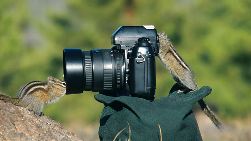 Two squirrels next to the camera