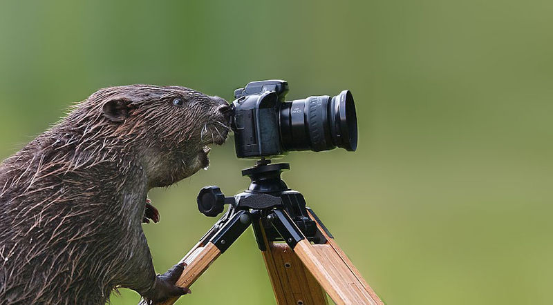 An otter behind the camera