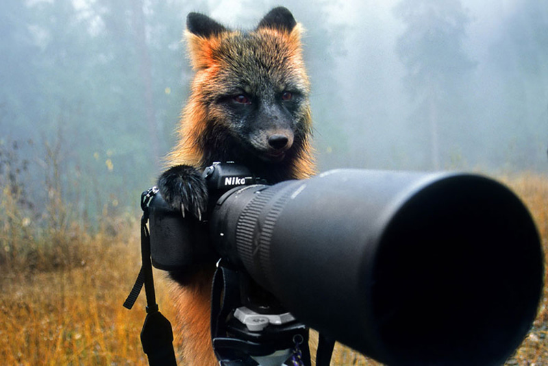 A fox behind a professional camera