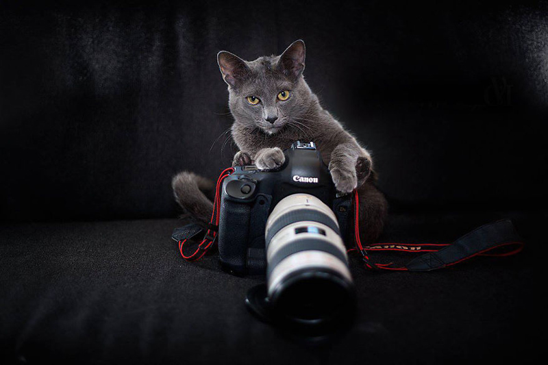Camera in the cat's hand