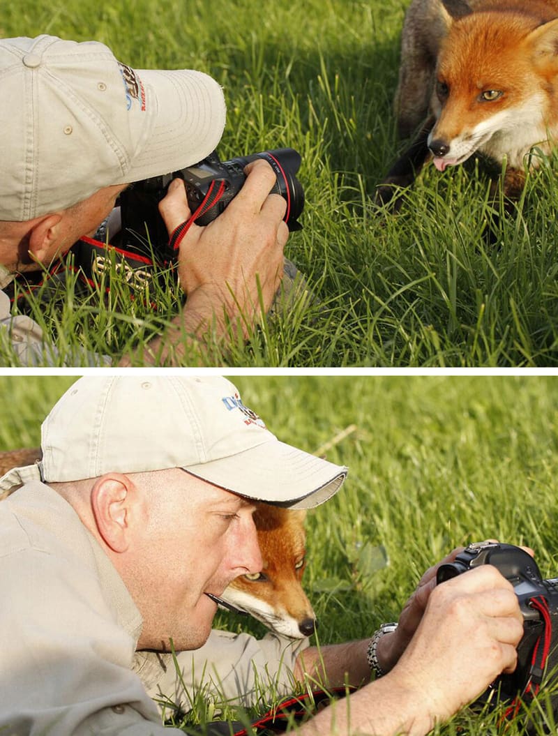 Fox and photographer next to each other