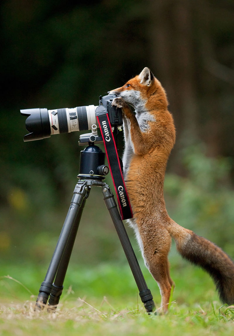 fox photographer