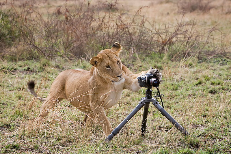 The female lion next to the camera