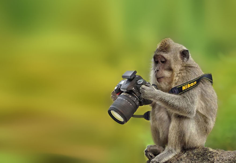photographer monkey