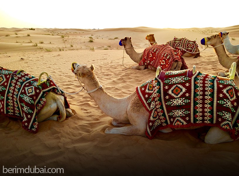 Dubai safari ticket