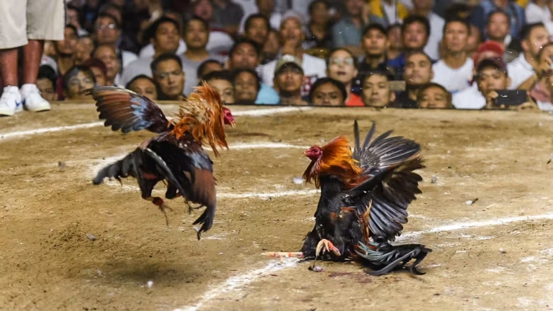 Cockfighting in the Philippines; Photo source: asia.nikkei.com. Photographer: Unknown