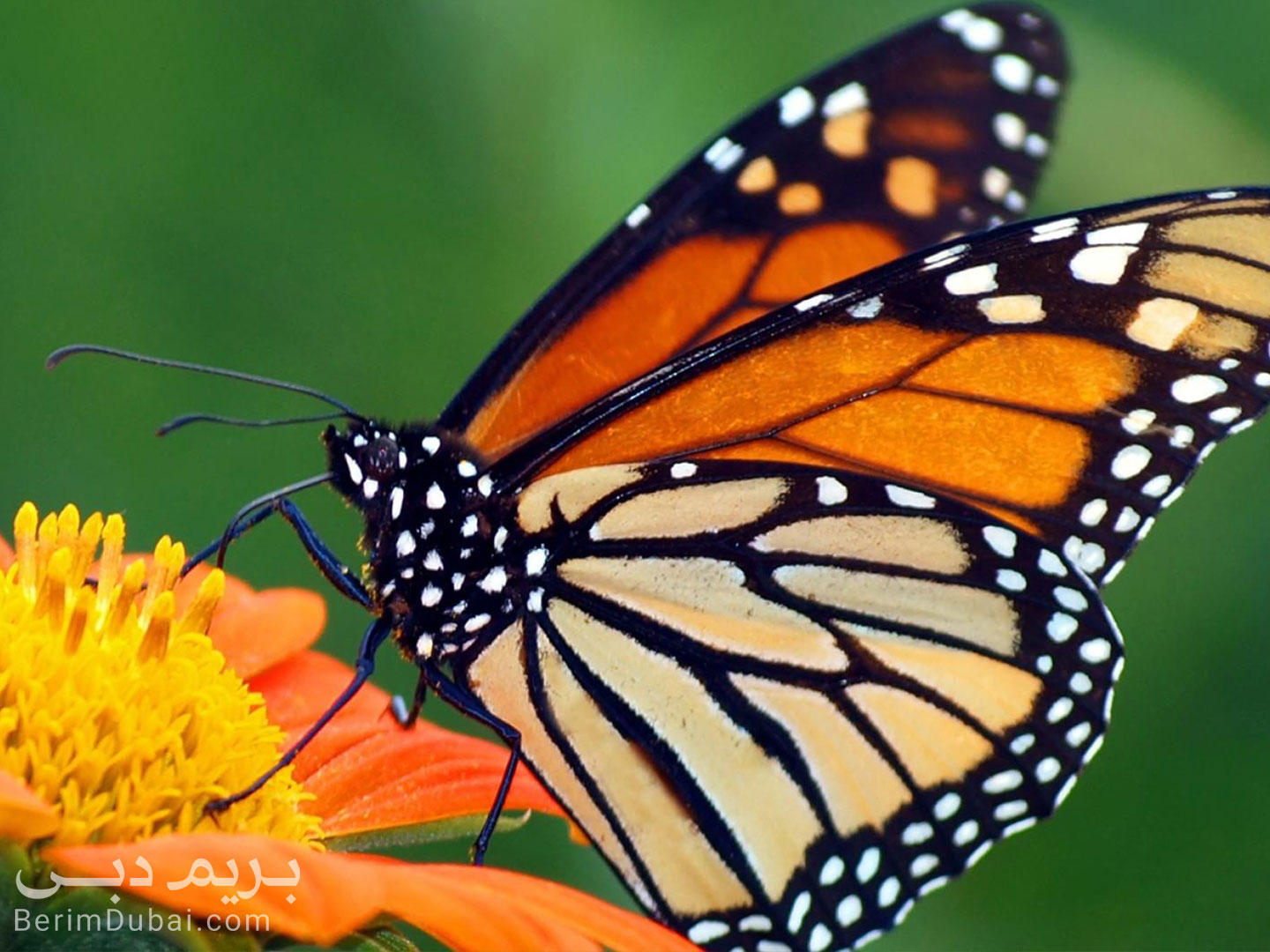 Dubai flower and butterfly garden