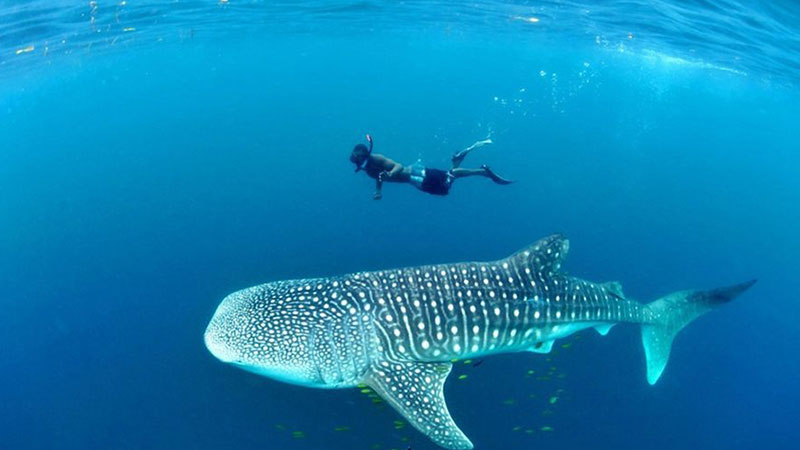 Mafia Island, Tanzania / Mafia Island, Tanzania coast of Africa