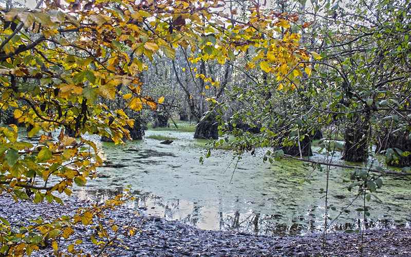 Qadikla Marsh in autumn, photo source: Google Map, photographer: mahila h