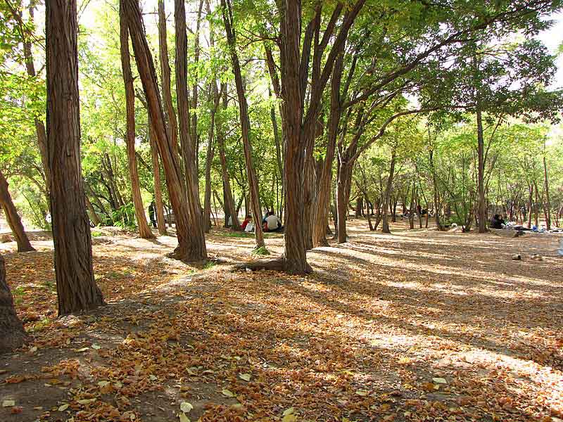 Family picnic in Chitgar Forest Park; Photo source: Wikimedia, photographer: ak ba