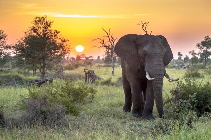 Kruger National Park reportage; Opportunity to camp in South African wildlife